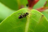 140725ant.jpg