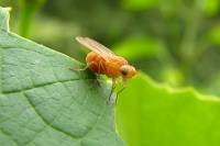 140803orangefly.jpg