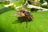 140828fly.jpg