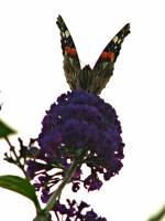 140927butterfly1.jpg