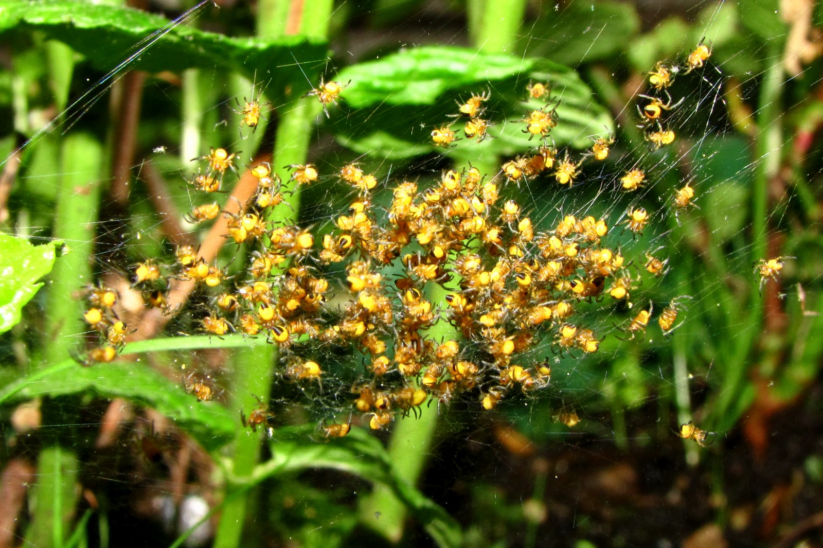 150511spiders04.jpg