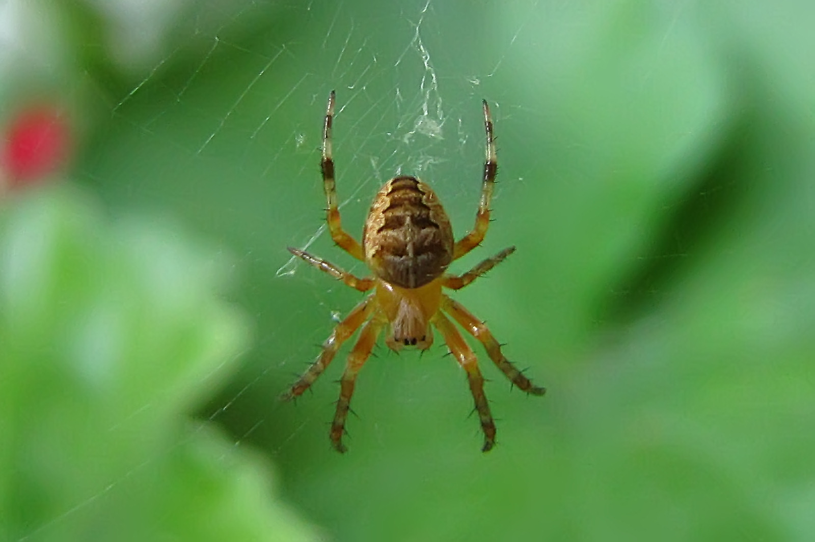150711crossspider.jpg