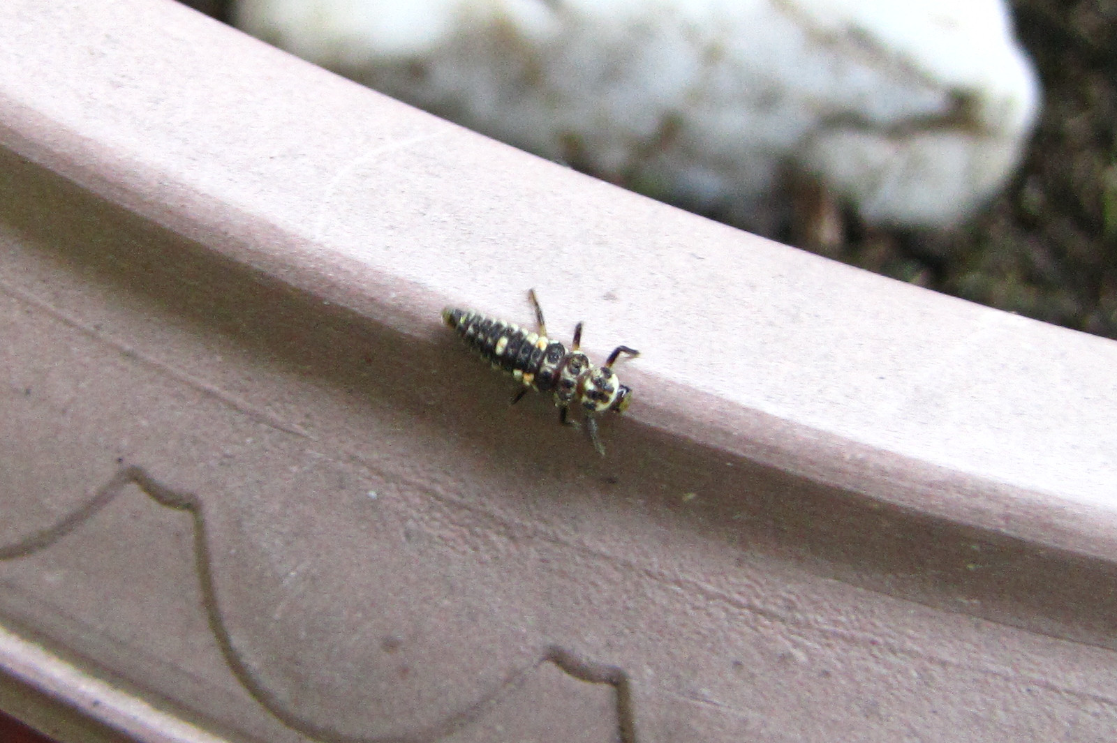 150711ladybuglarvae.jpg
