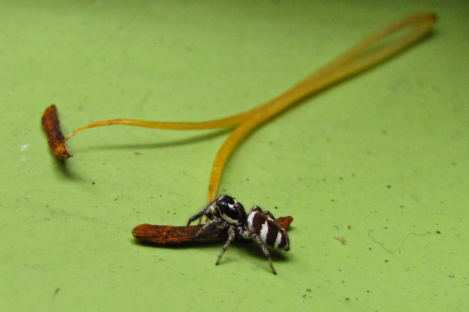 150723zebraspider.jpg