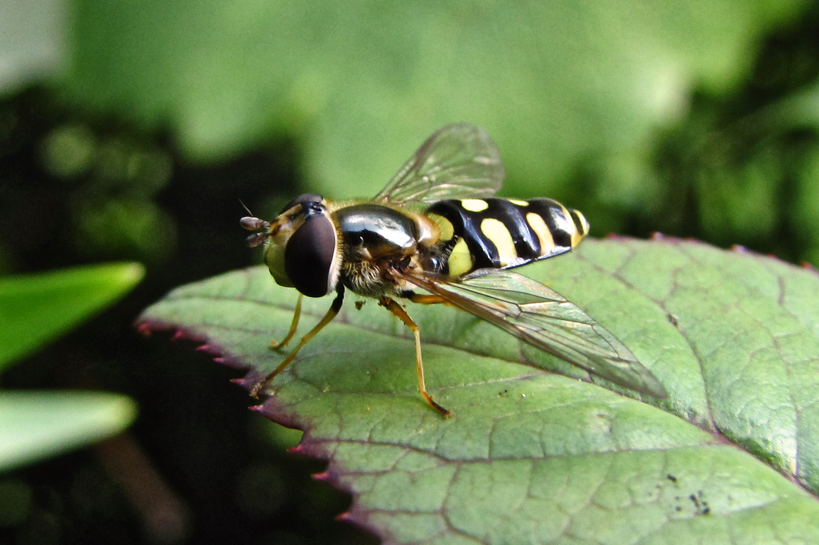 150726hoverfly1.jpg