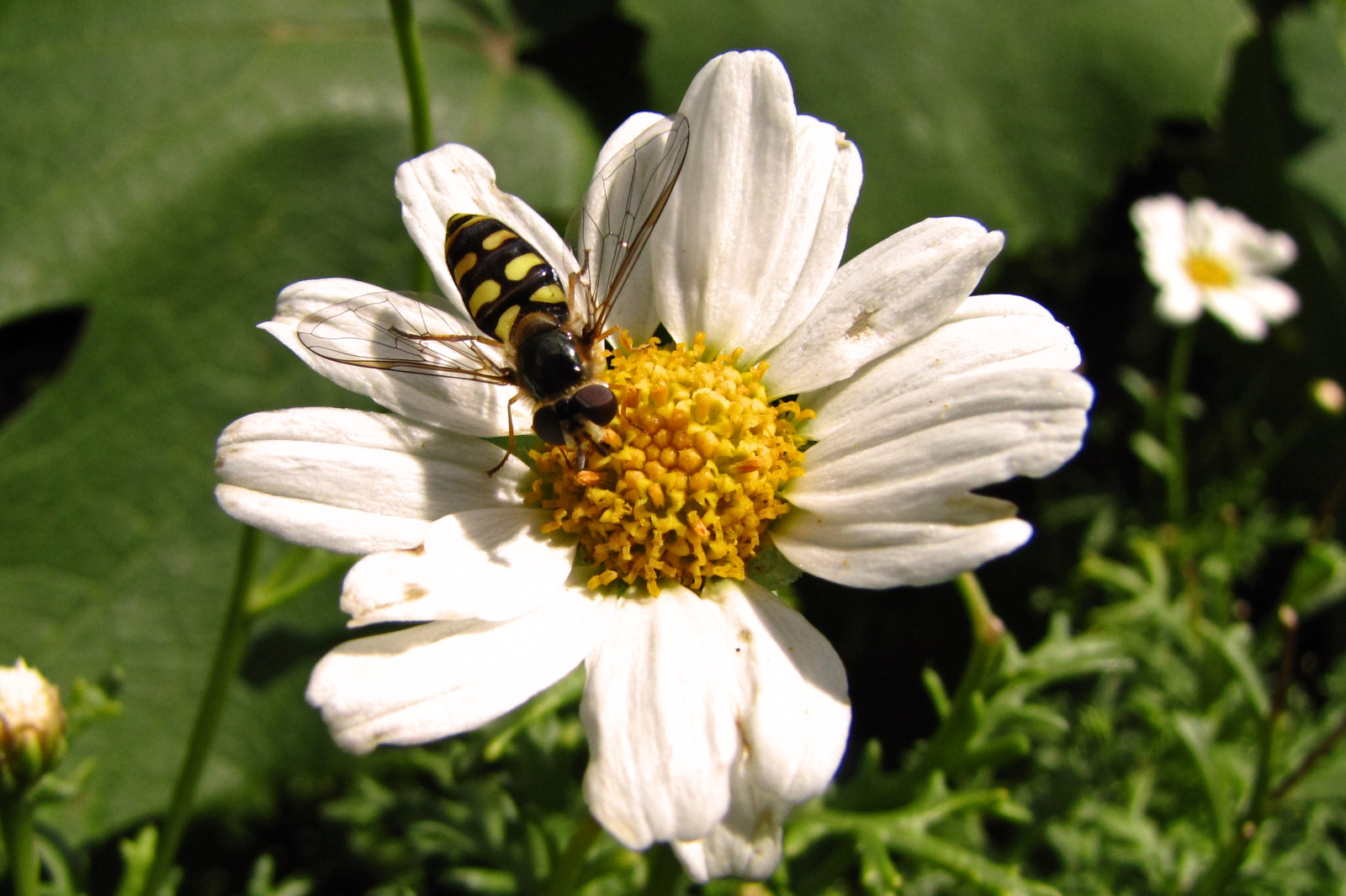 150726hoverfly2.jpg