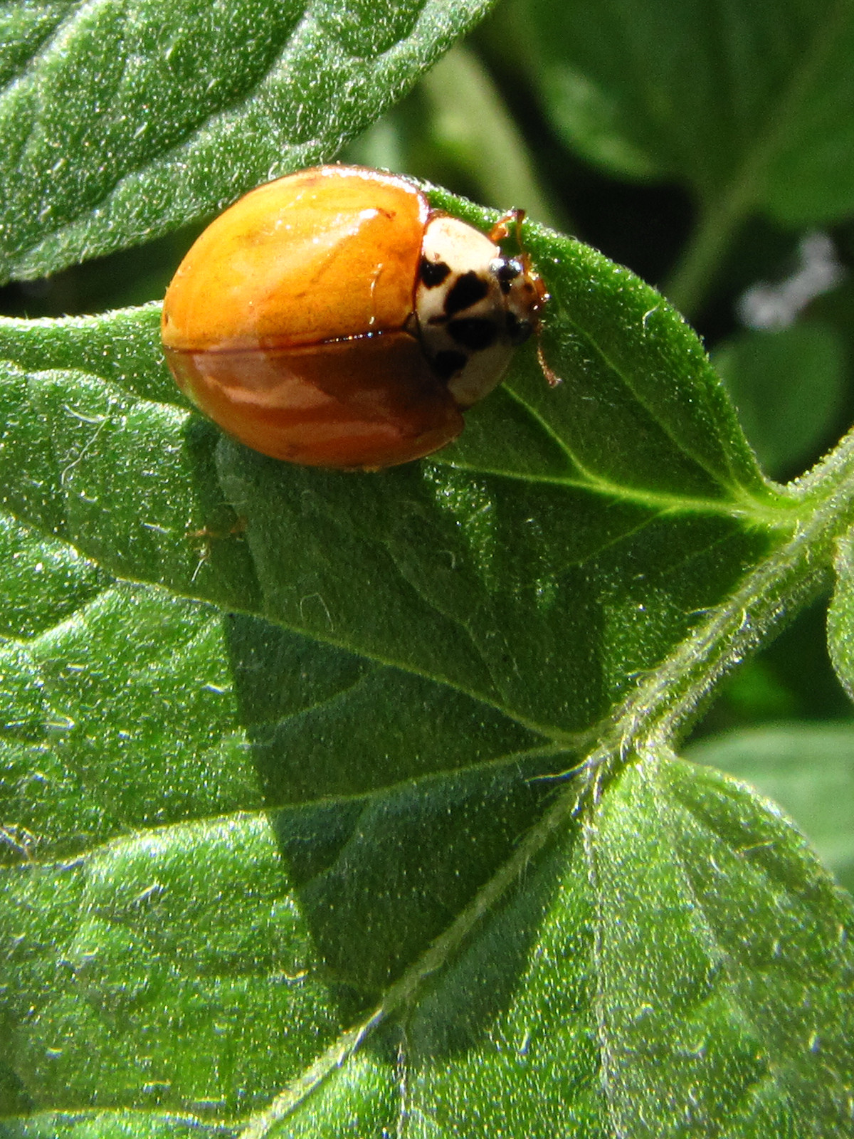 150726ladybug1.jpg