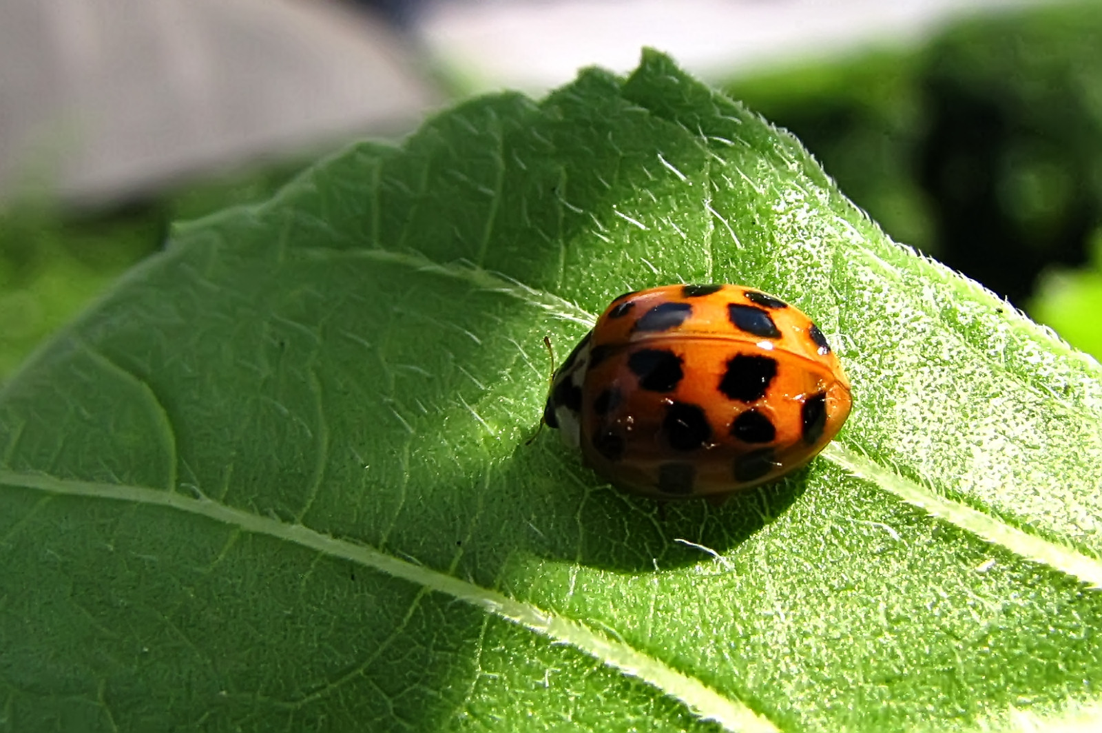 150726ladybug2.jpg