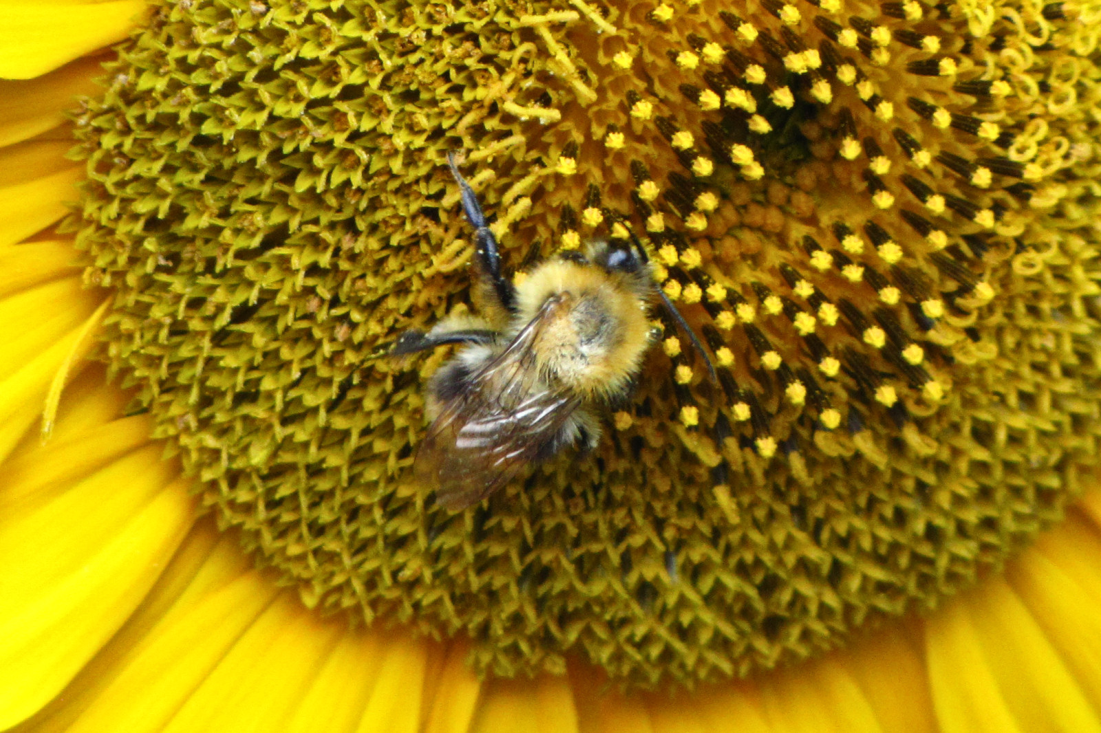 150813bumblebee.jpg