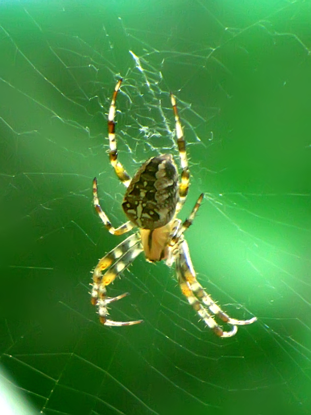 150911spider1.jpg