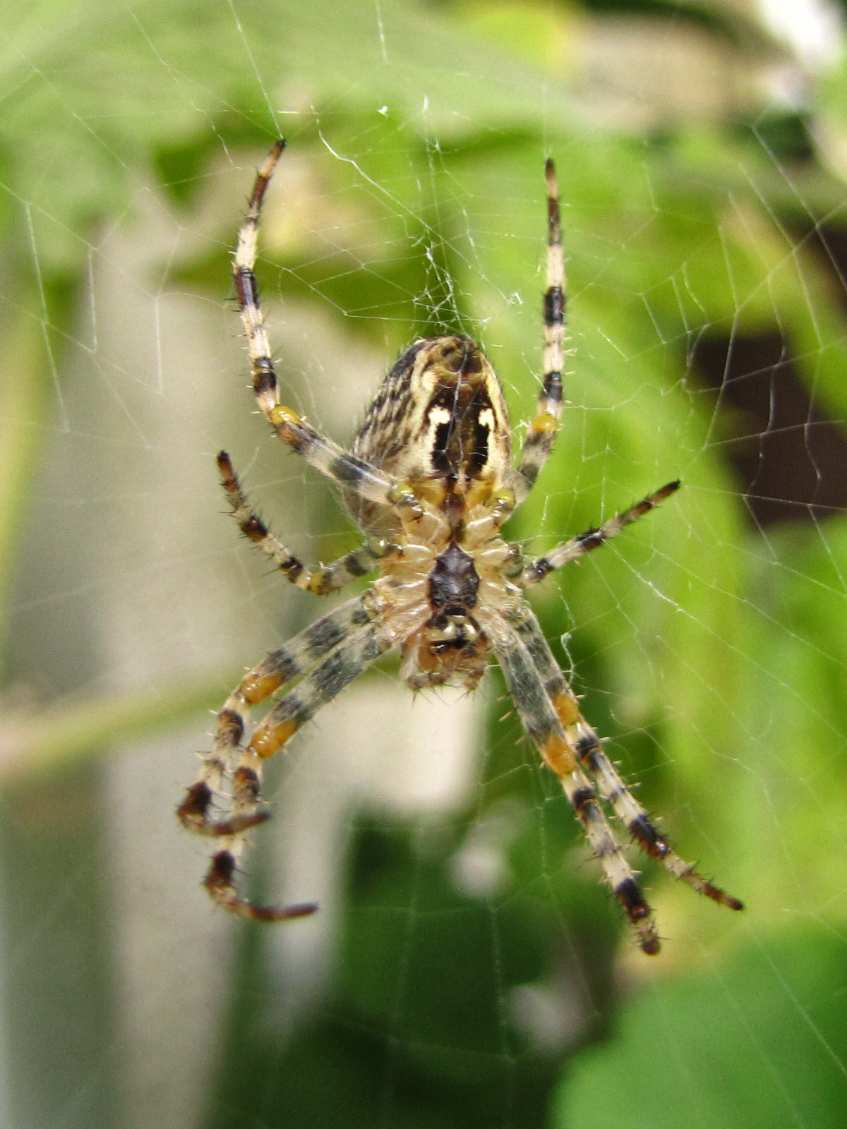 150911spider2.jpg