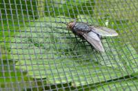 150620fly.jpg