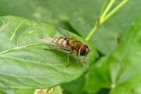 150620hoverfly.jpg