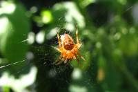 150710crosspider.jpg