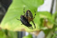 150829spider1.jpg