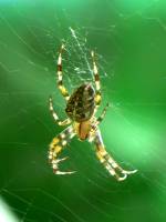 150911spider1.jpg