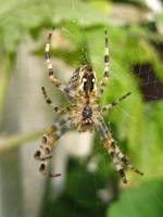 150911spider2.jpg