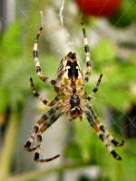 150913spider1.jpg