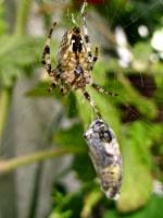 150914spider1.jpg