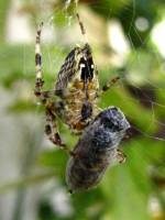 150914spider2.jpg