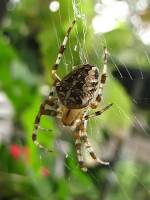 150920spider1.jpg