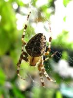 150920spider2.jpg
