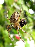 150921spider1.jpg