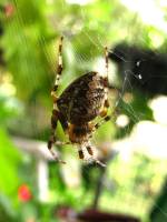150925spider1.jpg