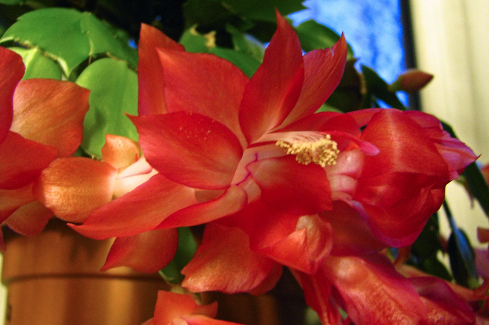 131102cactusflower12.jpg