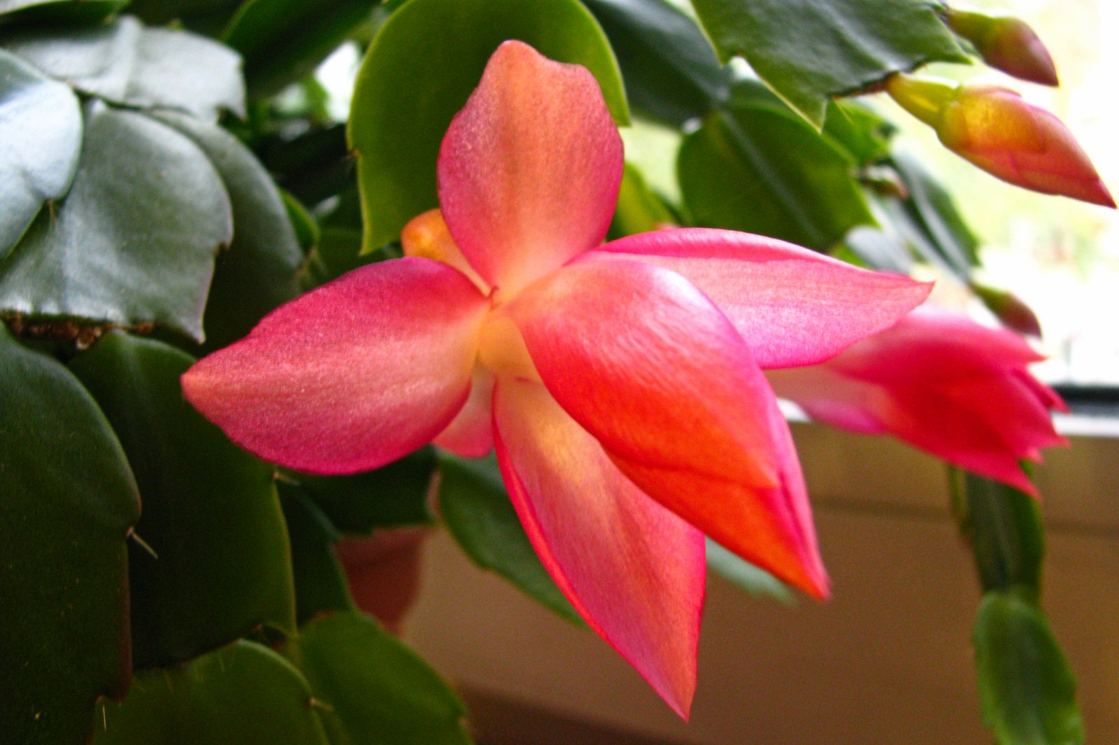 131103cactusflower13.jpg