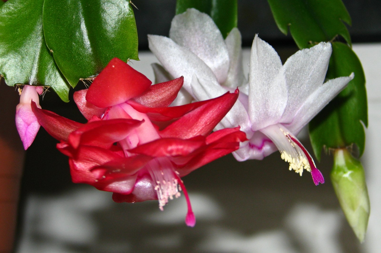 131124cactusflower20.jpg