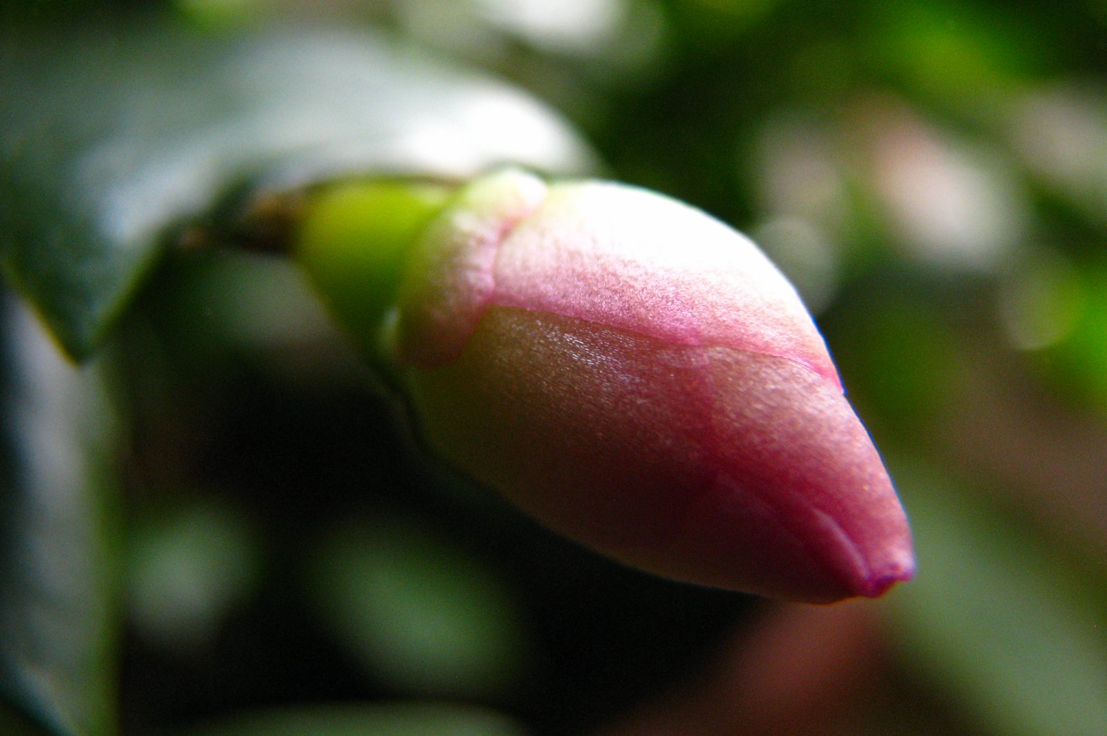 131231cactusflower28.jpg