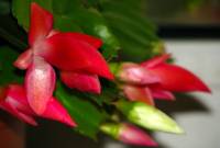 131025cactusflower01.jpg