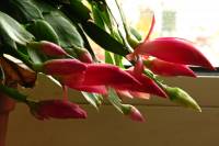 131025cactusflower02.jpg