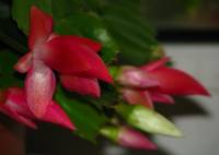 131025cactusflower10.jpg