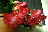 131028cactusflower04.jpg