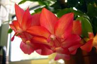 131101cactusflower06.jpg