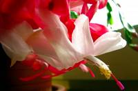 131101cactusflower08.jpg