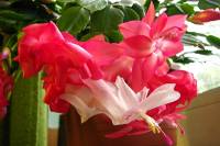 131101cactusflower10.jpg