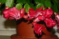 131102cactusflower10.jpg