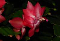131106cactusflower14.jpg