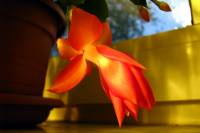 131107cactusflower15.jpg