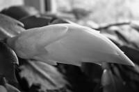 131116cactusflower18.jpg