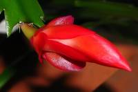 131223cactusflower22.jpg