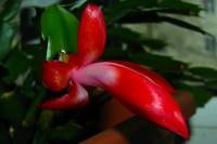 131224cactusflower23.jpg