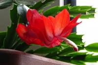 131226cactusflower25.jpg
