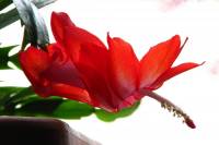 131226cactusflower26.jpg