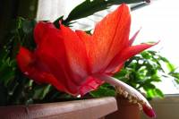131226cactusflower27.jpg