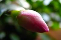 140101cactusflower29.jpg