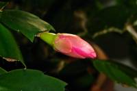 140105cactusflower33.jpg